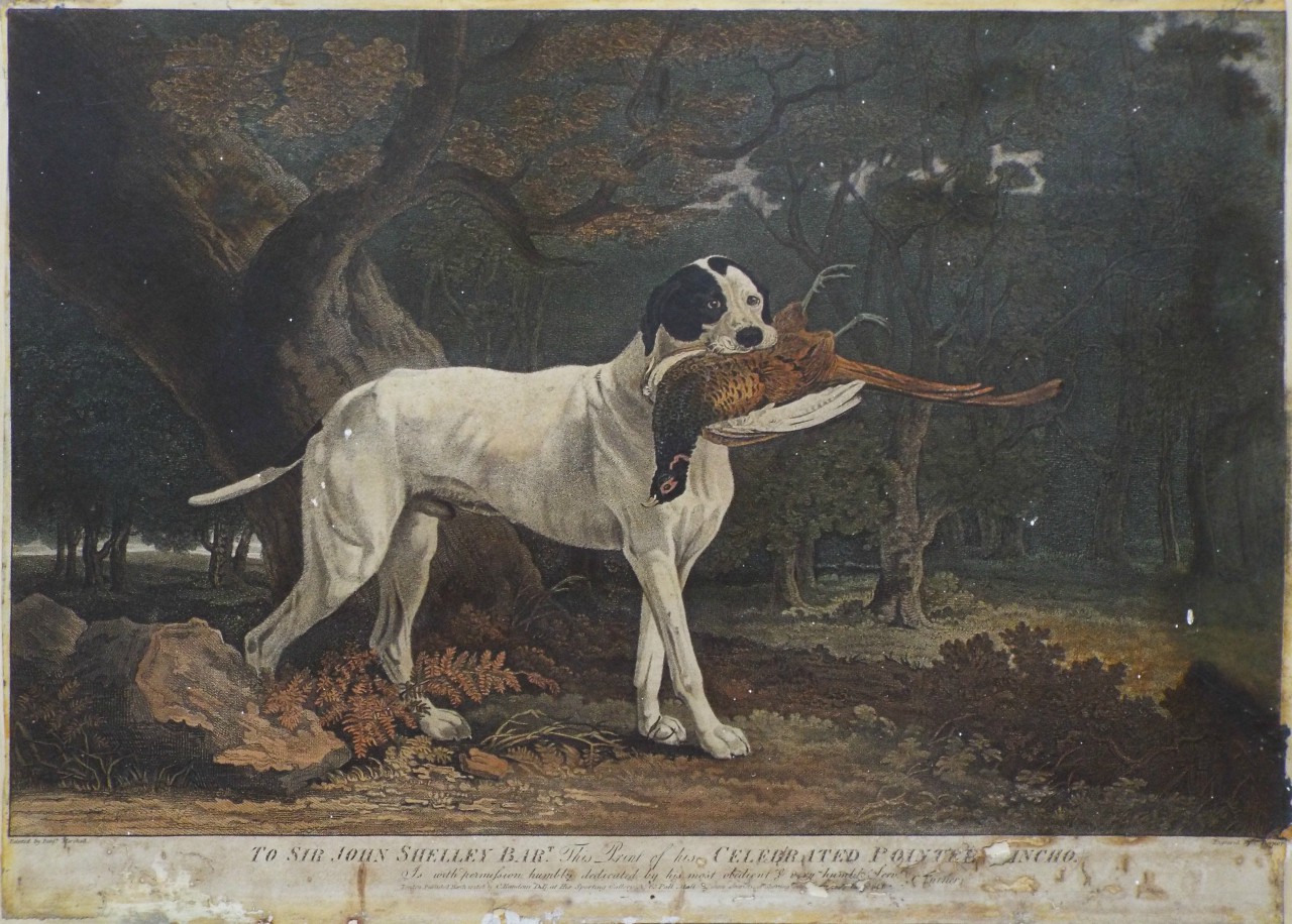 Lithograph - The Celebrated Pointer Sancho. - Turner